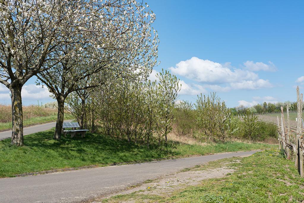 Weingut & Gaestehaus Edwin Hoffmann Trittenheim Exteriér fotografie