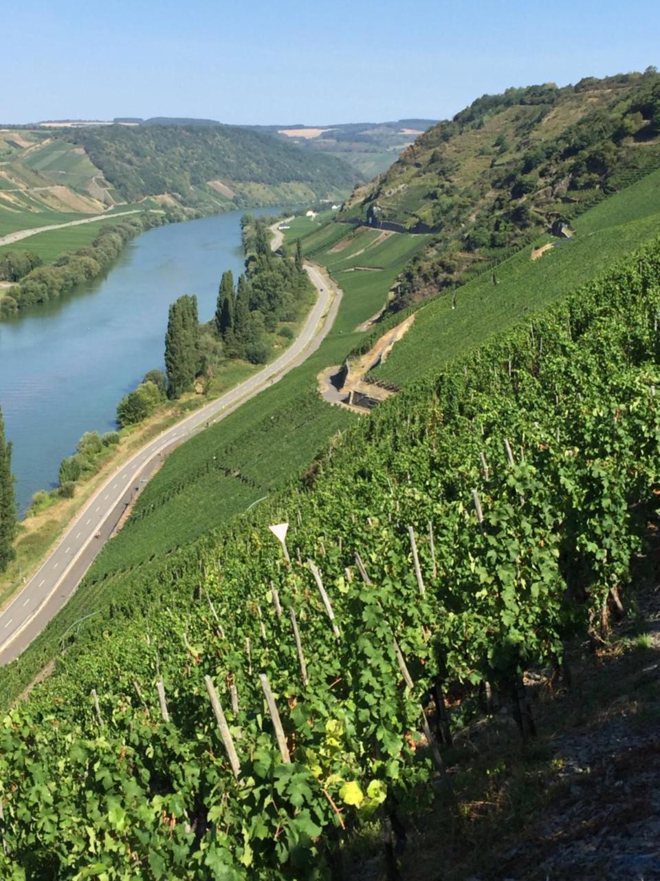 Weingut & Gaestehaus Edwin Hoffmann Trittenheim Exteriér fotografie